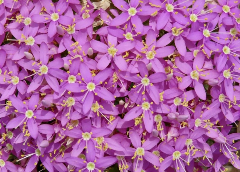 Quinineweed photo 3