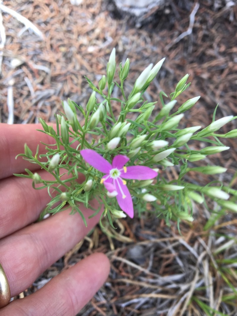Quinineweed photo 4
