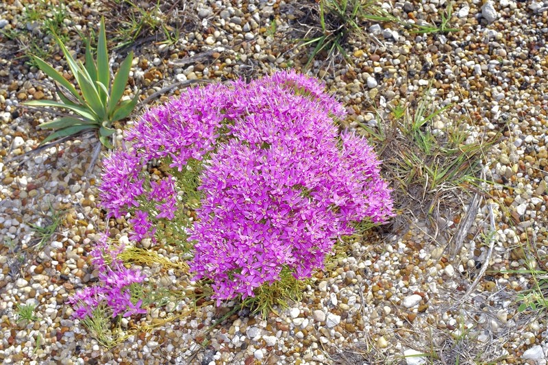 Quinineweed photo 5