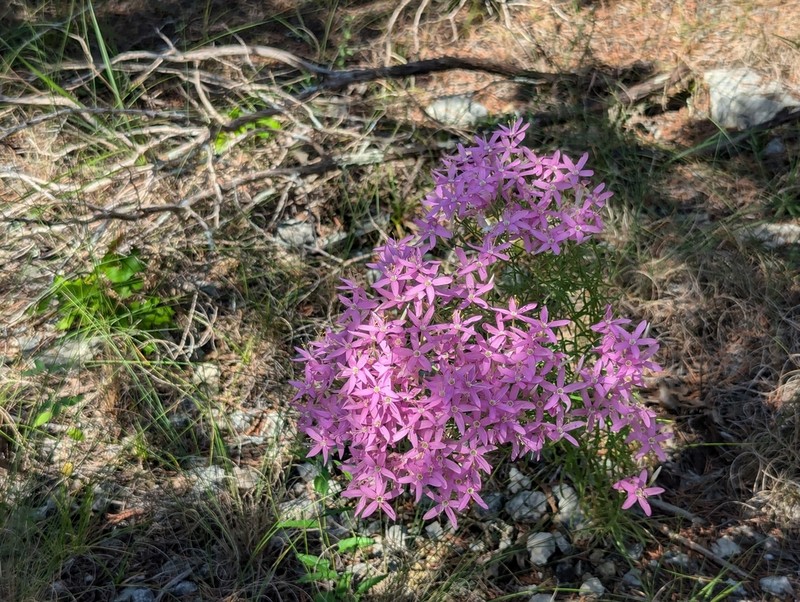Quinineweed photo 6