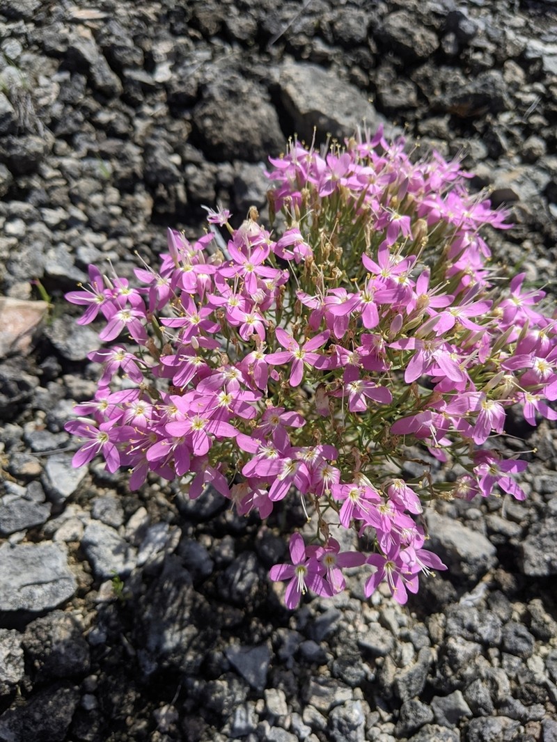 Quinineweed photo 7