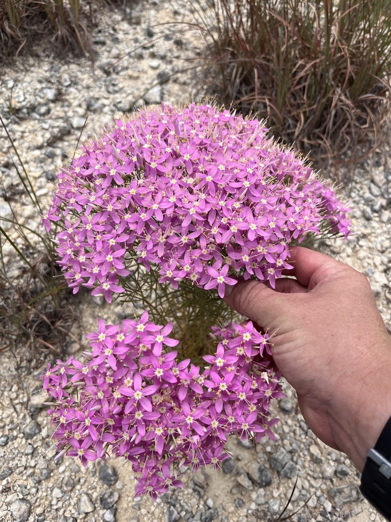 Quinineweed photo 8