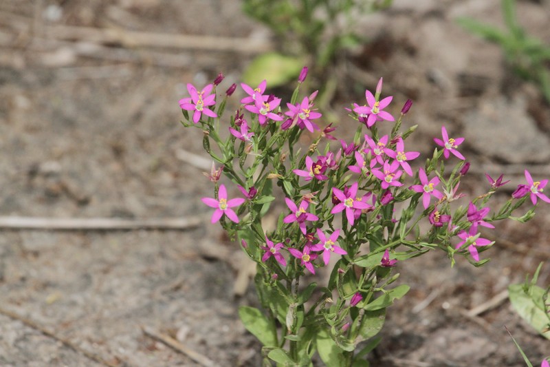Zeltnera breviflora photo 2