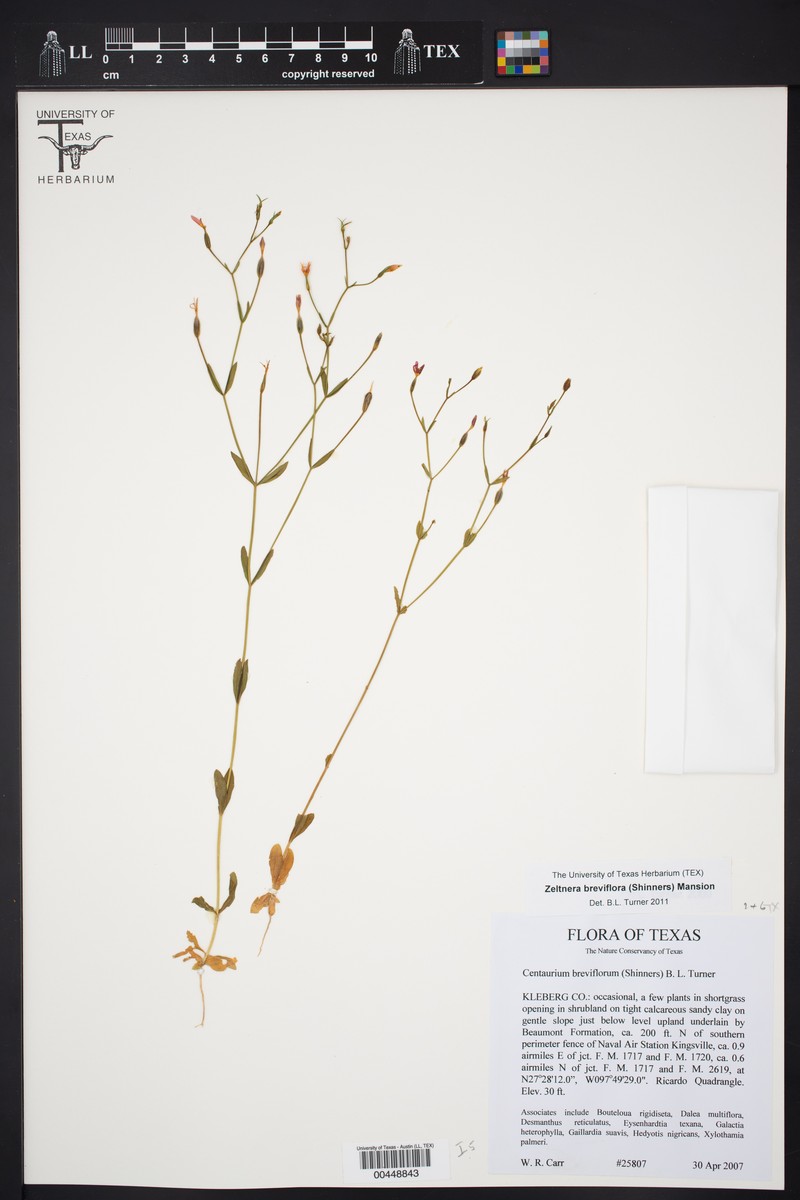 Zeltnera breviflora photo 3