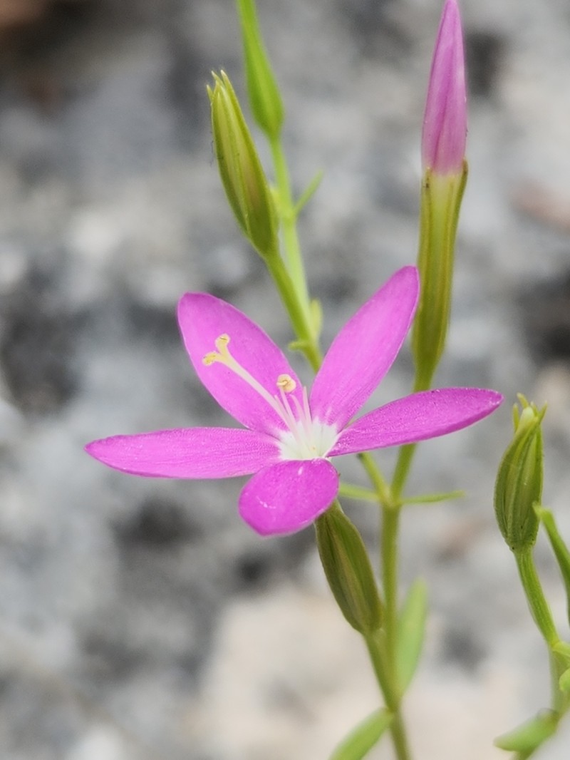Arizona Centaury