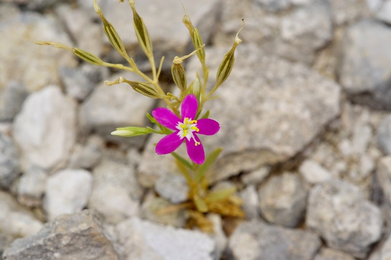 Arizona Centaury photo 2