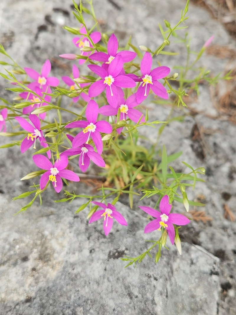 Arizona Centaury photo 3