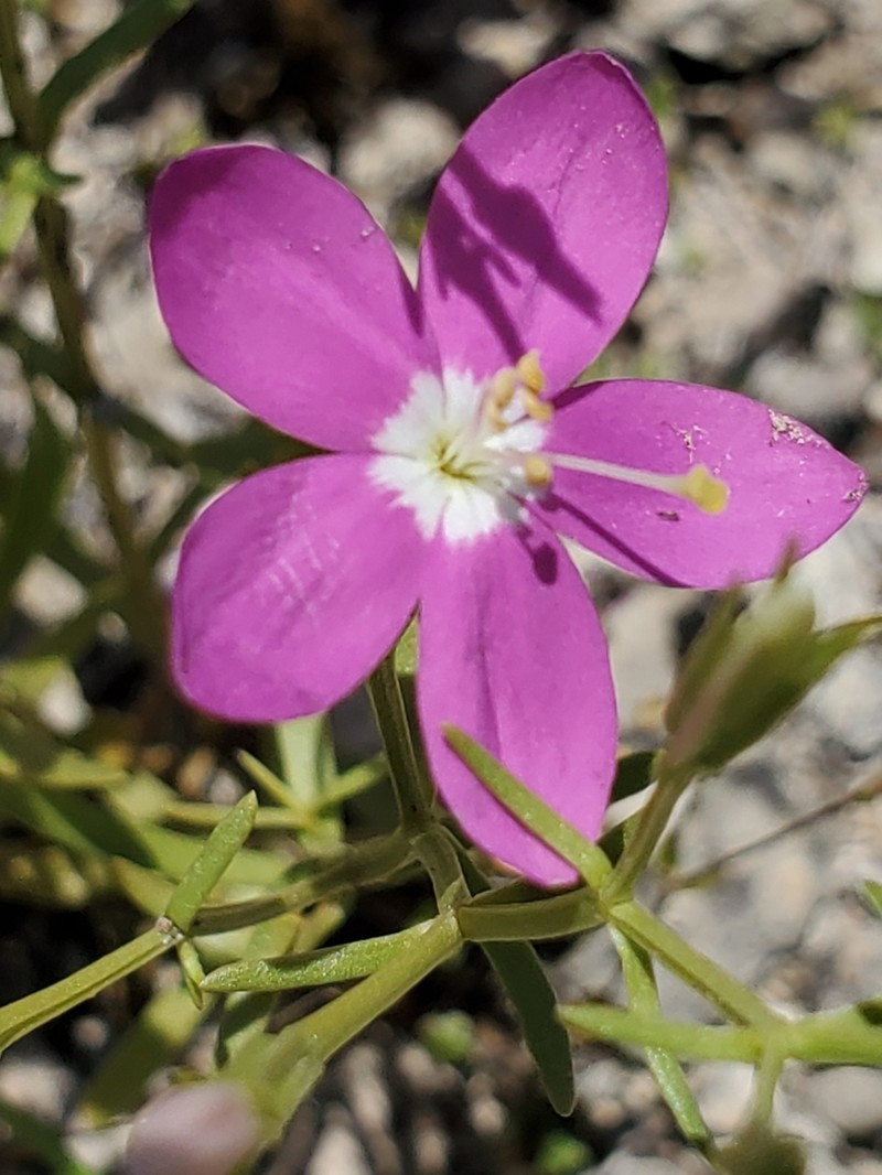 Arizona Centaury photo 4