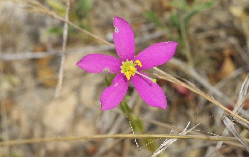 Arizona Centaury photo 5