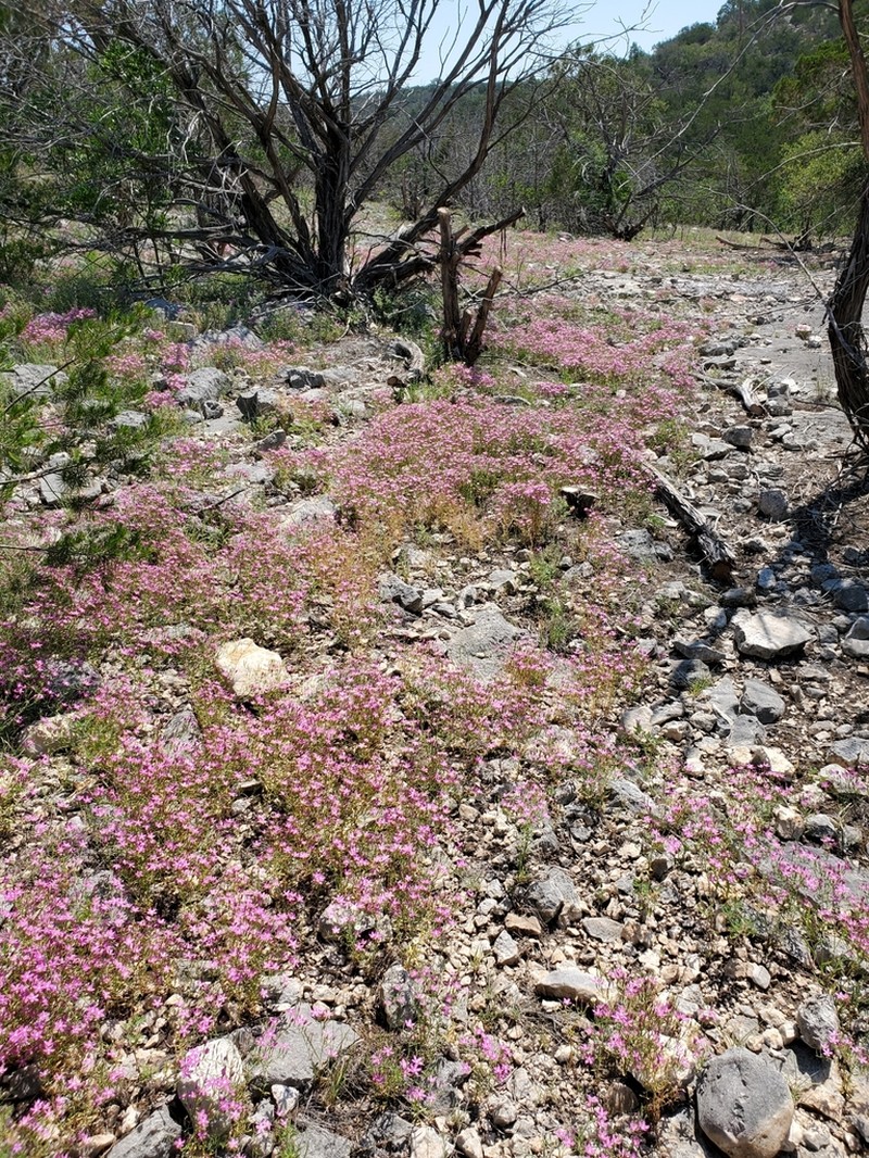 Arizona Centaury photo 6