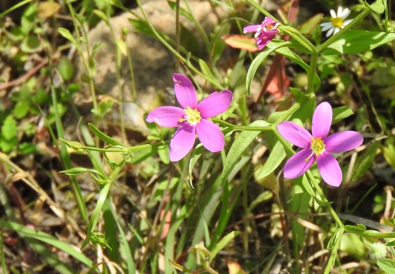 Arizona Centaury photo 7