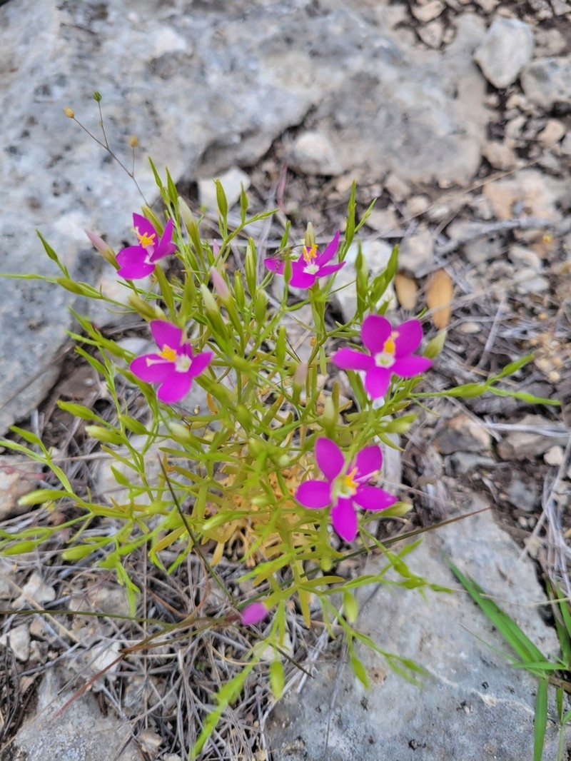 Arizona Centaury photo 8