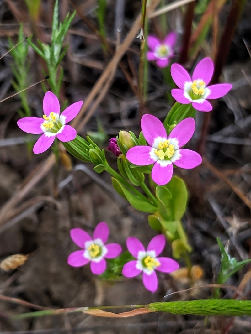 Davy's Centaury