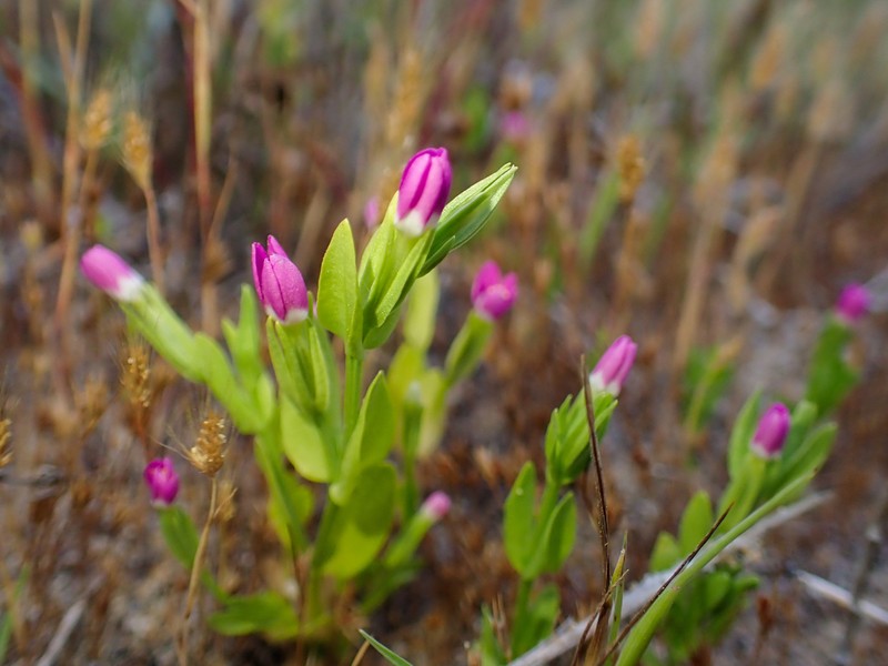 Davy's Centaury photo 2