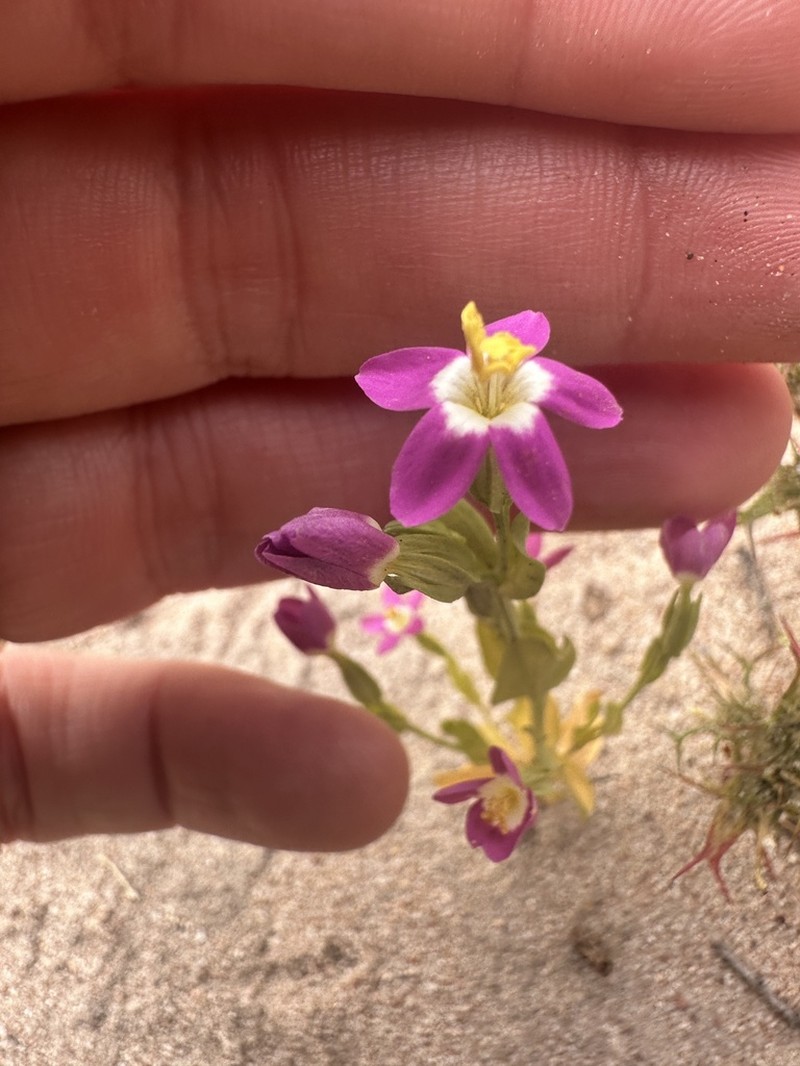 Davy's Centaury photo 3