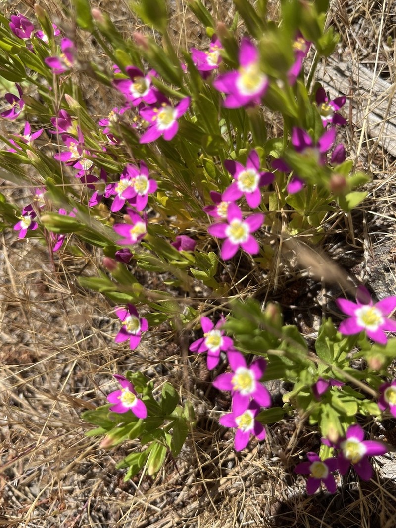 Davy's Centaury photo 4