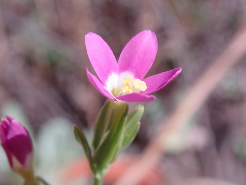 Davy's Centaury photo 5