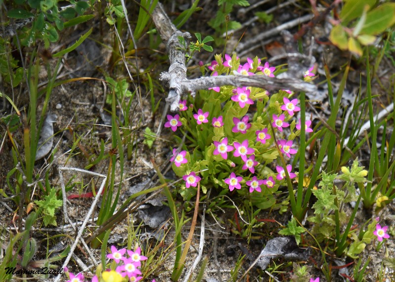 Davy's Centaury photo 6