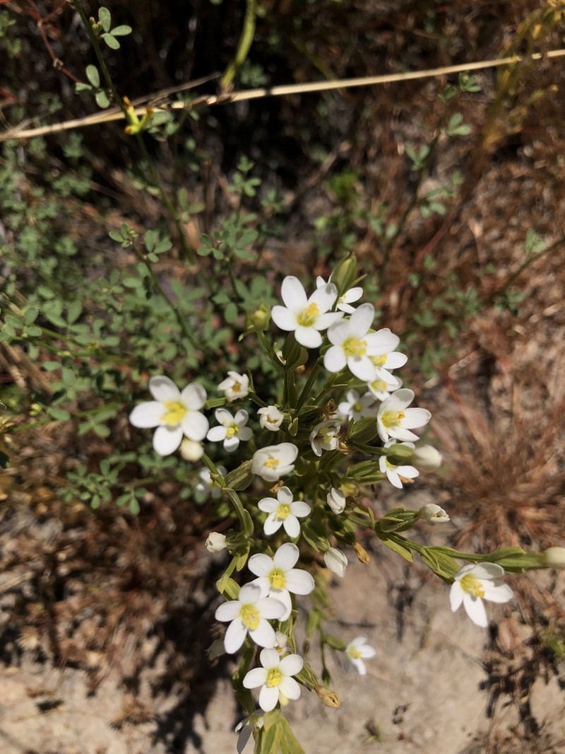 Davy's Centaury photo 7