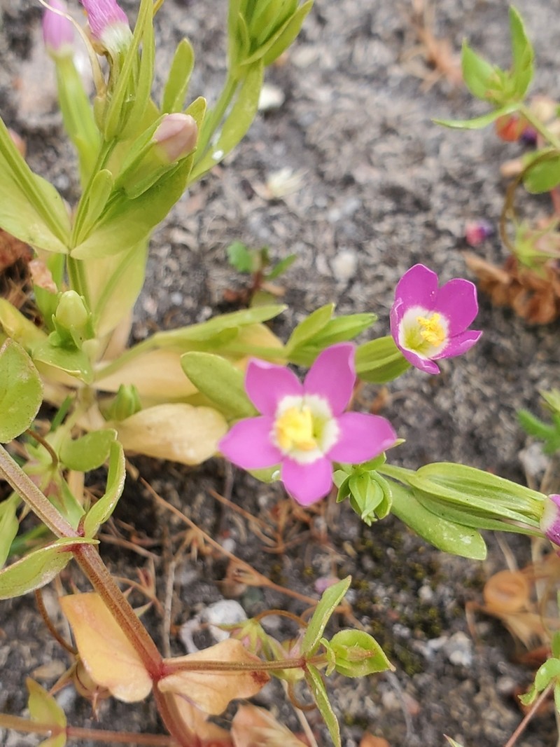 Davy's Centaury photo 8