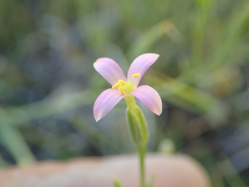 Desert Centaury