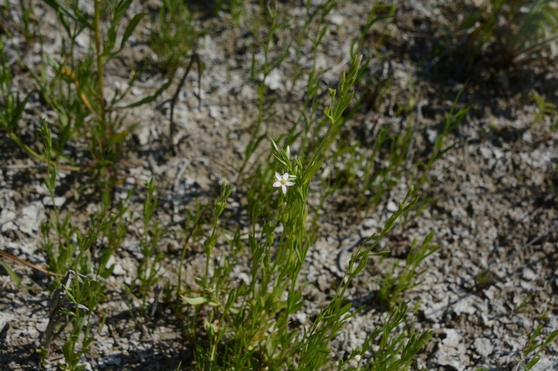 Desert Centaury photo 2