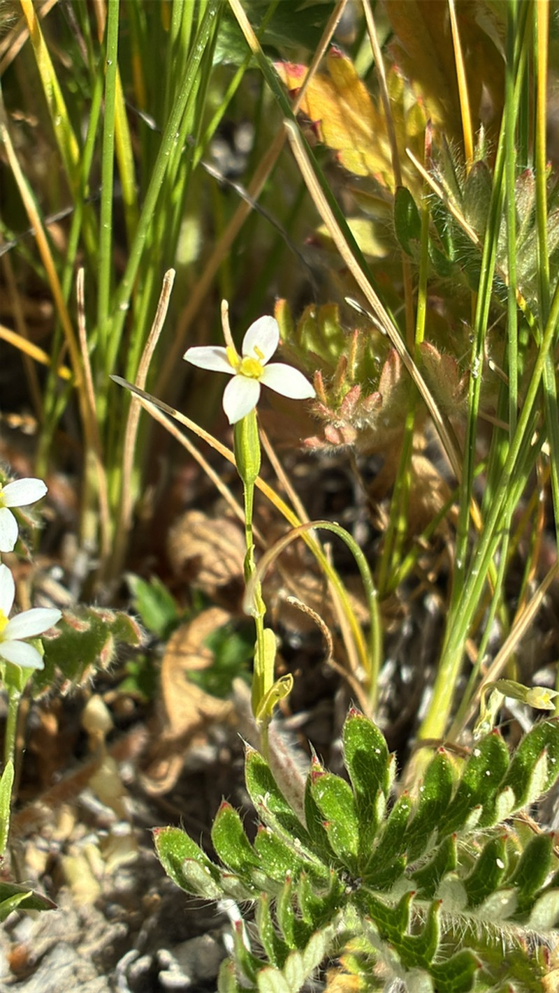 Desert Centaury photo 3