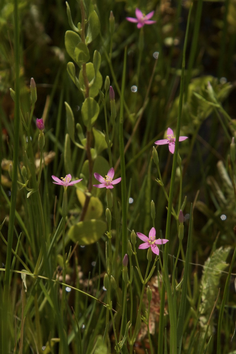 Desert Centaury photo 4
