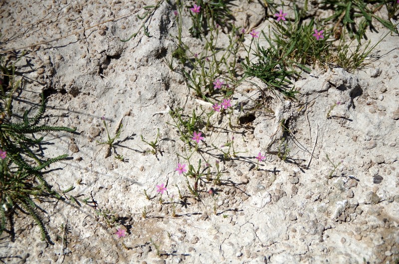 Desert Centaury photo 5