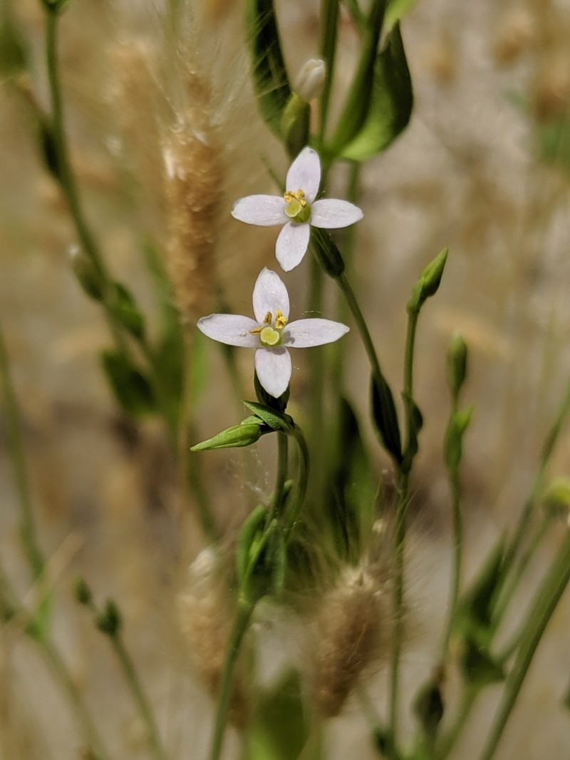 Desert Centaury photo 6