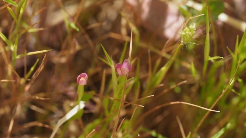 Desert Centaury photo 7