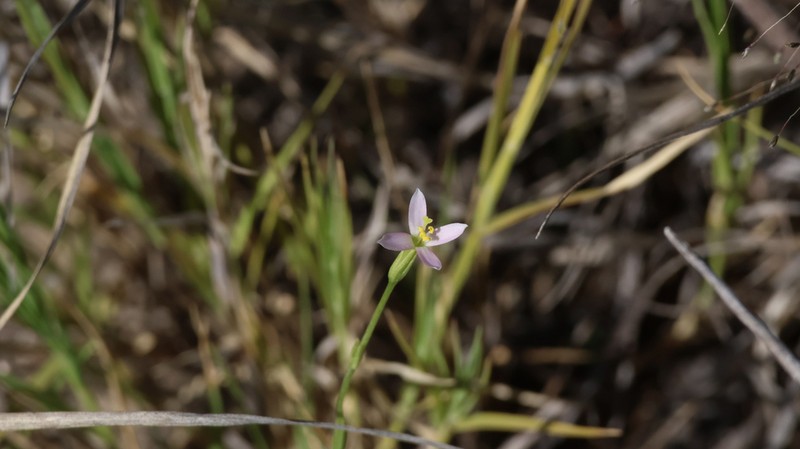 Desert Centaury photo 8