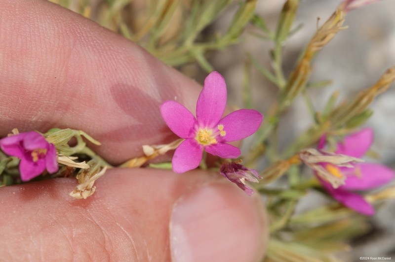 Sticky Centaury