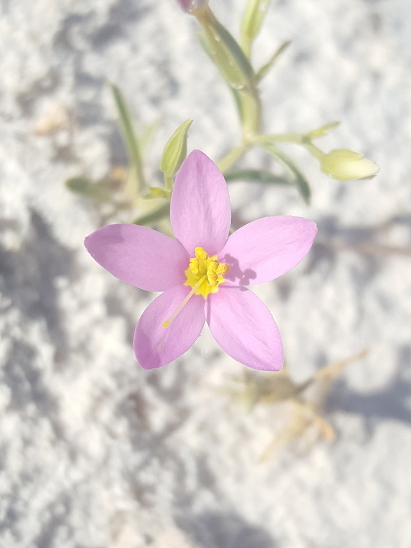 Zeltnera maryanniana