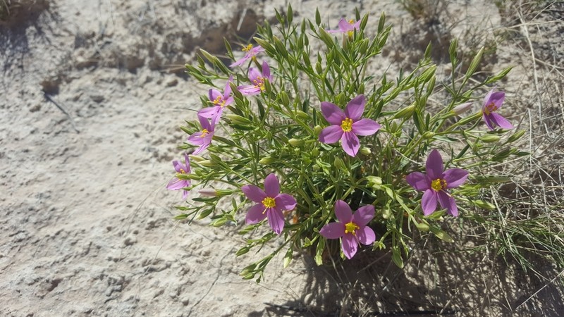 Zeltnera maryanniana photo 2