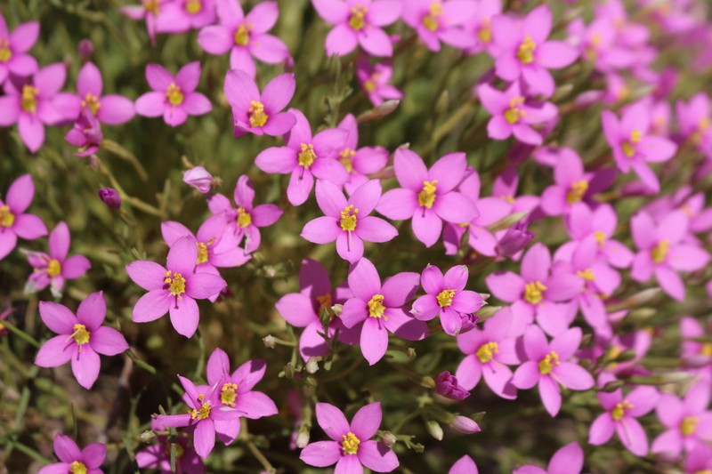 Zeltnera maryanniana photo 3