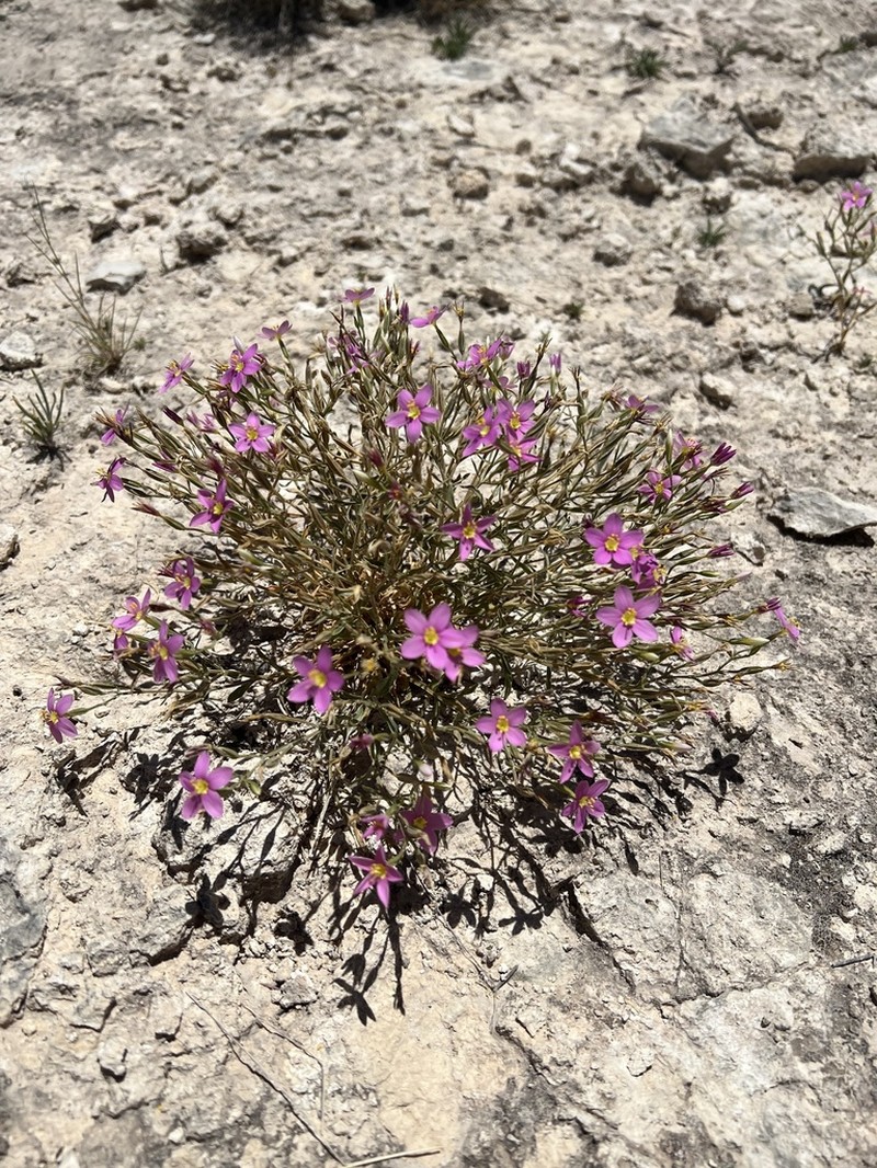 Zeltnera maryanniana photo 4