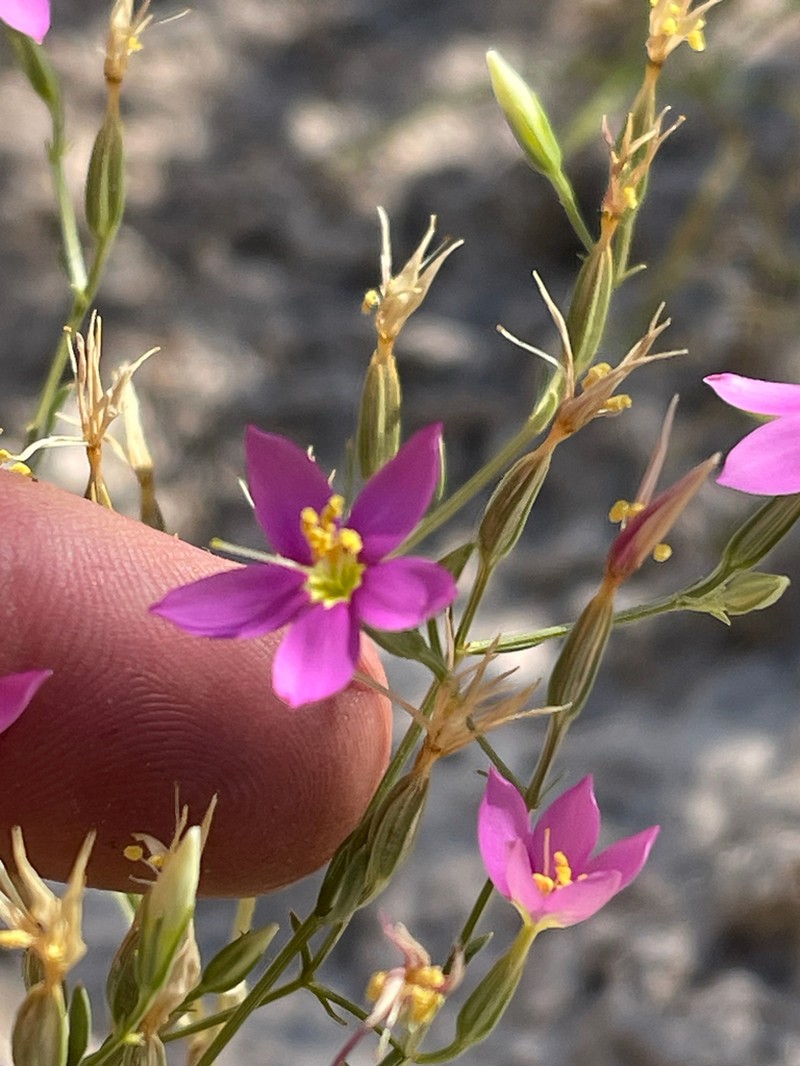 Zeltnera maryanniana photo 5