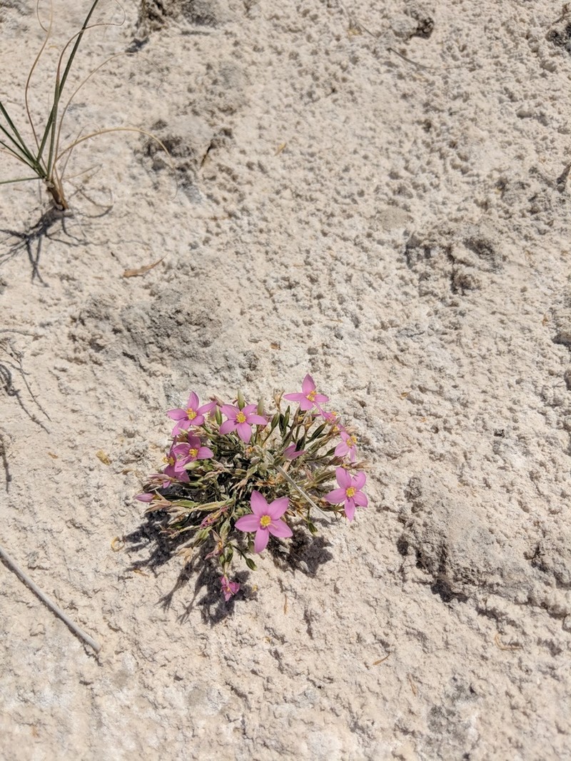 Zeltnera maryanniana photo 6