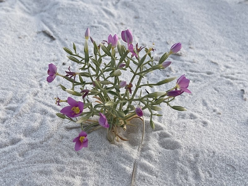 Zeltnera maryanniana photo 7