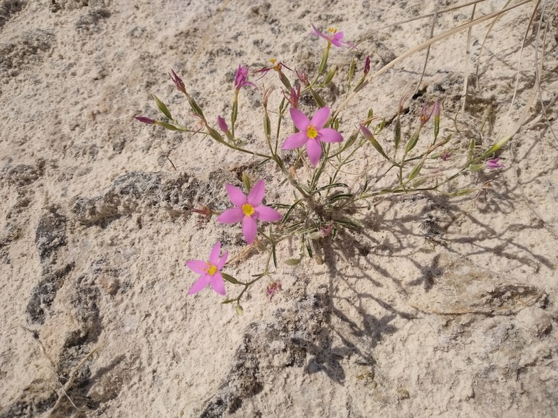 Zeltnera maryanniana photo 8