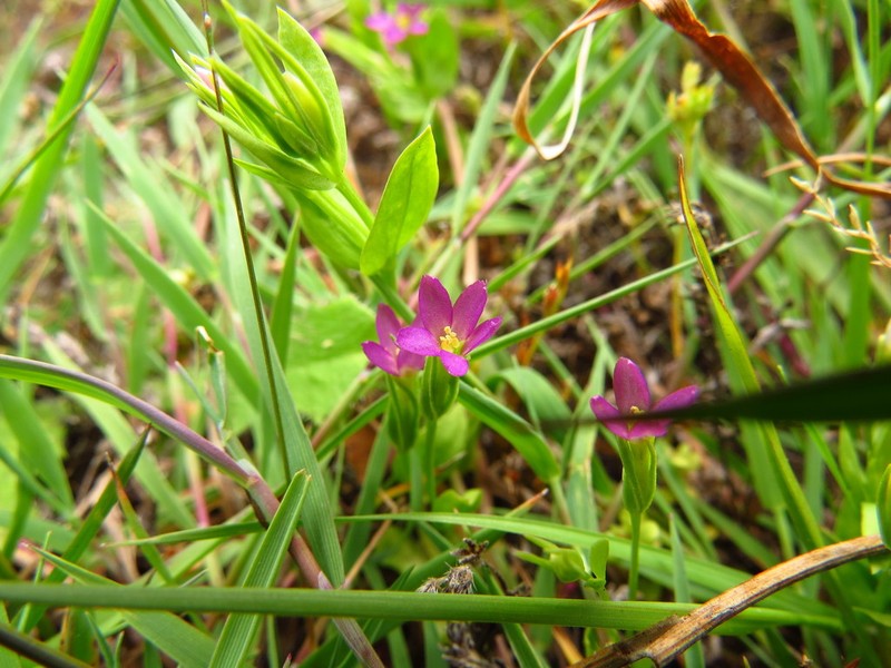 Muhlenberg's Centaury