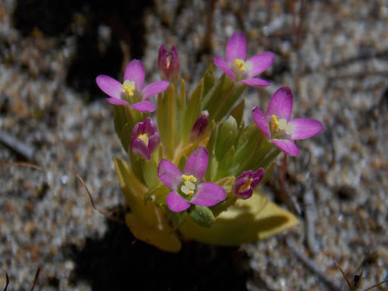 Muhlenberg's Centaury photo 2