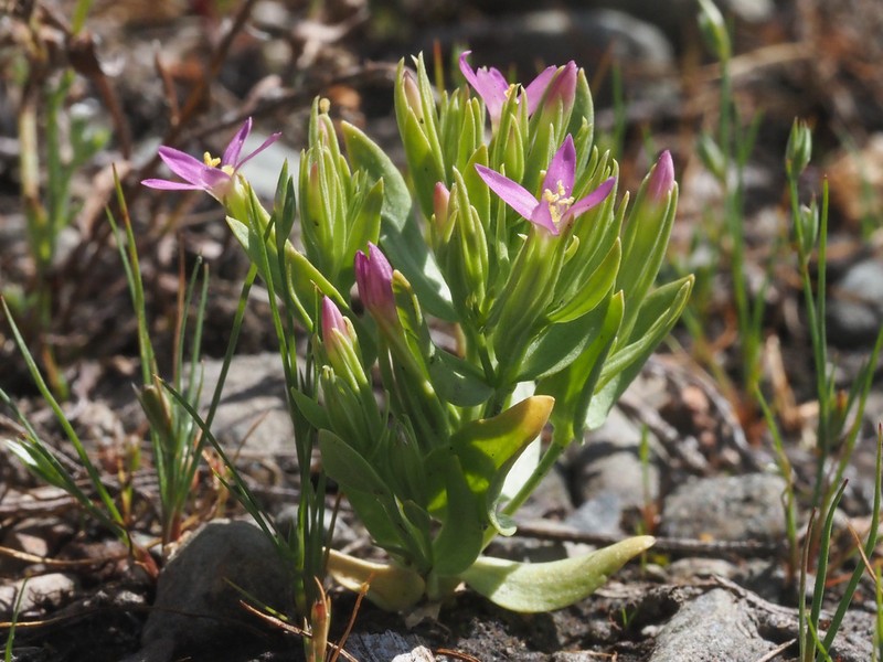 Muhlenberg's Centaury photo 3