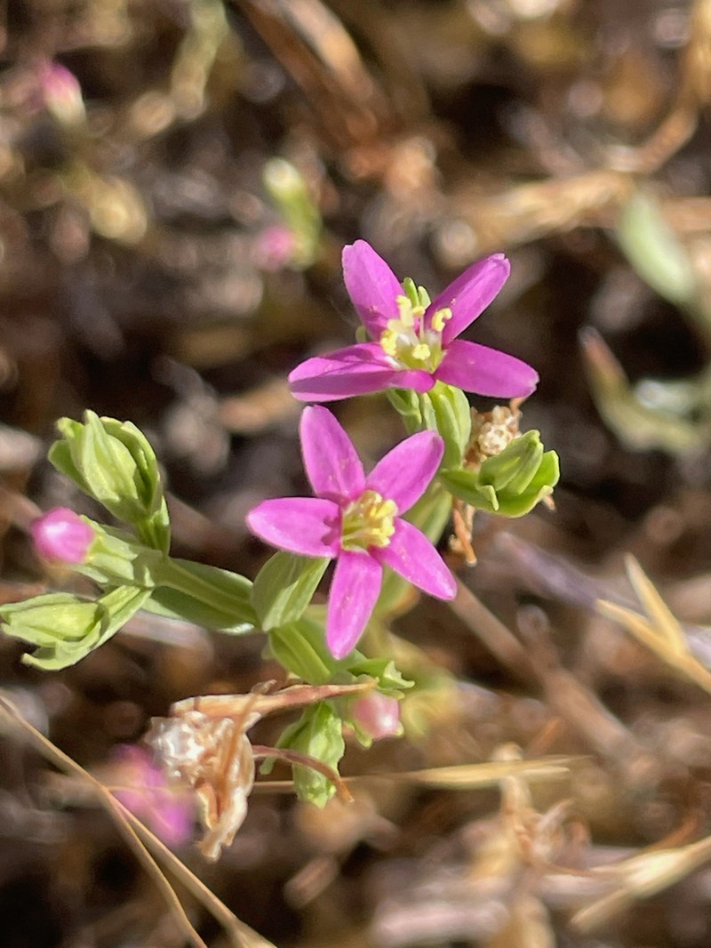 Muhlenberg's Centaury photo 4