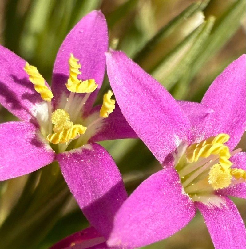 Muhlenberg's Centaury photo 5