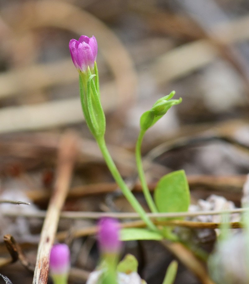 Muhlenberg's Centaury photo 6