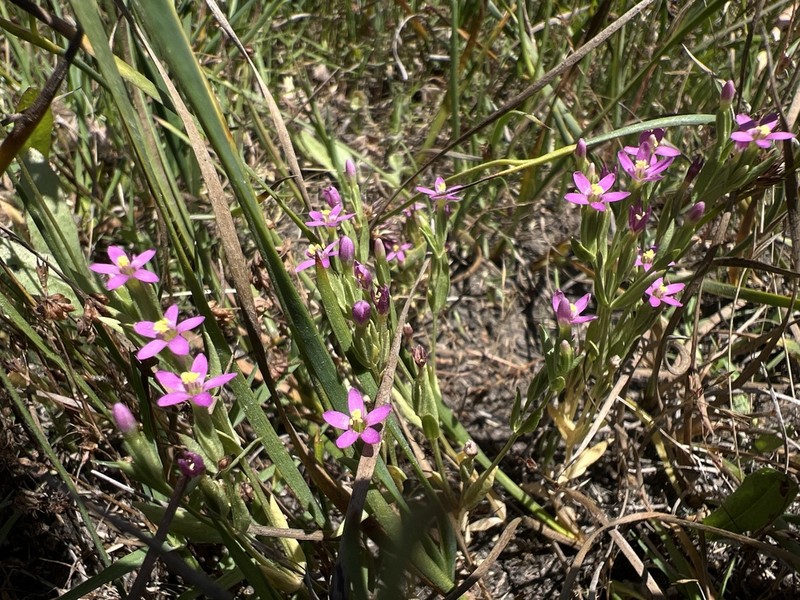 Muhlenberg's Centaury photo 7