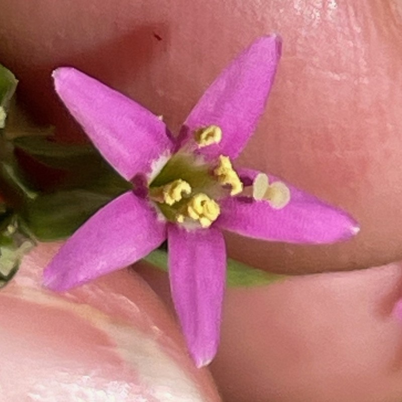 Muhlenberg's Centaury photo 8