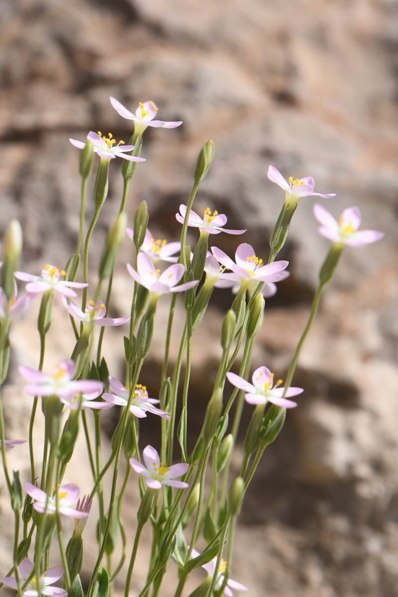 Manystem Centaury